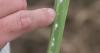 Mealybug threatens Louisiana sugarcane fields, including some in Acadiana