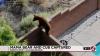 Bear captured in NW Albuquerque after recent sightings