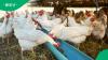 Zimbabwe farmers illegally mixing human ARV drugs into chicken feed to boost profits