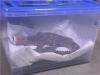 Owner of Siamese crocodile found in Yeoju stream booked