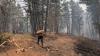 Firefighters from Yukon, Alberta coming to B.C. to aid in wildfire fight this week
