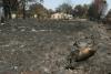 Wildlife face ‘catastrophic’ losses in French blazes