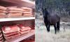 Aussies warned they may have eaten horse meat or mouse fur after stomach churning find in beef mince and food products