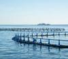 Morocco’s Aquaculture Expansion Signals New Growth Opportunities