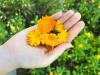 This edible flower could do more than brighten a plate
