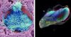 Free-To-Enter Wellcome Photography Contest Offers $70,000 in Prizes