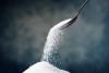 Sugar industry sours as cheap imports threaten local jobs
