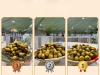 Golden Dates Basket Competition highlights Qatar’s finest date harvests at Souq Waqif Festival