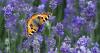 Dorset gardeners encouraged to make their garden a butterfly haven this summer