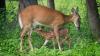 $67B more to fight an unpopular war, wildlife isn't the problem, more