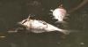 Atlanta Watershed Department disputes findings in South River fish kill investigation