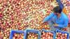 Himachal govt approves MSP of processing grade mangoes, citrus fruits and c-grade apples in state
