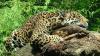 Mexico intensifies jaguar protection: new measures in Yucatan increase population to 5,326 specimens by 2025