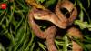 After World War II, a few snakes reached Guam; they now number up to 30,000 per square mile, and scientists found 19,000 hidden genetic changes