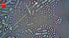 German scientists discovered naturally occurring microbes that removed 95% of dissolved uranium from contaminated water