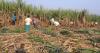 Cheap sugar imports crush South African farmers as local sales plunge