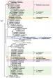 Genetic Reanalysis Redraws China's Cyclospora Risk Map