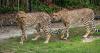 Virginia Zoo welcomes two new cheetahs to African Safari Trail – You’ll go nuts for Walnut & Cashew!