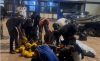 Red Maria task force intercepts 170 parcels of suspected Indian hemp