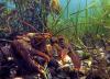 Maine lobster defamation case smells fishy to First Circuit