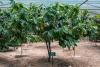 Qayrun Hairiti Farm successfully grows cocoa after a decade of trial and research