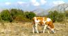 Despite joining the CAP Croatia's beef and milk self-sufficiency is falling sharply