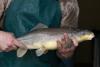 Colorado River native razorback sucker recovering nicely, federal and state officials say