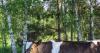 Norwegian study investigates if cows can be fed sawdust