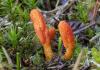 Fungal textile ‘cleans and repairs itself’
