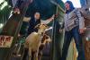 For small farmers, goats are becoming big business