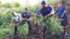 Kadavu chiefs call for stronger Police presence as marijuana cultivation and meth concerns grow