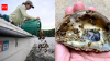 Scientists are planting 30 million oysters in the Chesapeake Bay to restore water quality and marine life in one of America's largest restoration projects