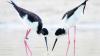 Ae‘o (Hawaiian stilt) reclassified from endangered to threatened