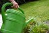 Gardening experts share 10 ways to save your plants during a hosepipe ban