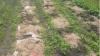 Get expert gardening advice at free Watertown event