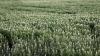 Syngenta to pull all paraquat products from Australia & New Zealand following APVMA’s herbicide review