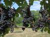 Drought and heat could bring forward Swiss grape harvest