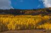 A group of aspen trees can slow or even stop fires, study says. Colorado foresters agree.