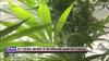Niles City Council vote yes on putting marijuana question on the ballot this November