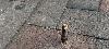Woman says hidden bolt on Baltimore sidewalk pierced her shoe and foot