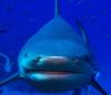 Why Sharks Keep Stealing Anglers’ Catches — and What NOAA Is Doing