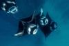 Scientists Document Sharks Scraping Against Manta Rays. But What Does It Mean?