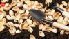 5 ways to use pistachio shells in gardening creatively