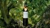 Sorry, but Spanish olive oil is far superior to Italian
