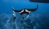 Manta Trust turns holiday photos into conservation science in Maldives