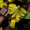 Survey Reveals Gaps in Fungal Diagnostics and Antifungal Access in Latin America
