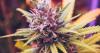 Cannabis sales booming in Minnesota