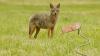 Montana FWP Is Hosting A Trapper Education Field Day In Havre This August