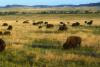 Where to See Bison in Kentucky and Try a Bison Burger