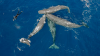 South China Sea sperm whales share vocal patterns with Pacific pods